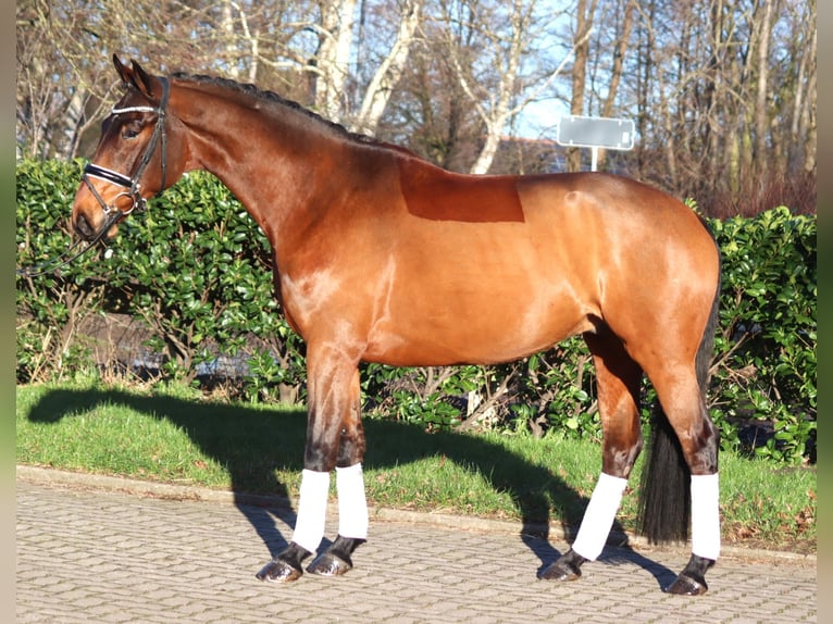 Hannoveriano Caballo castrado 5 años 168 cm Castaño in Selsingen