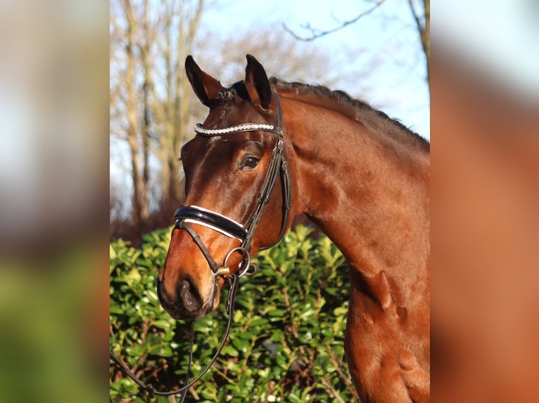 Hannoveriano Caballo castrado 5 años 168 cm Castaño in Selsingen