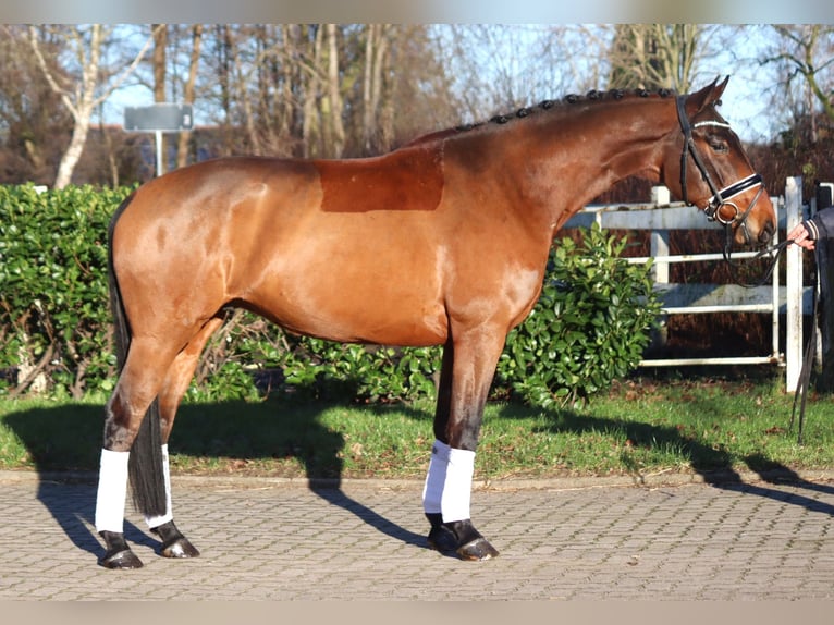 Hannoveriano Caballo castrado 5 años 168 cm Castaño in Selsingen