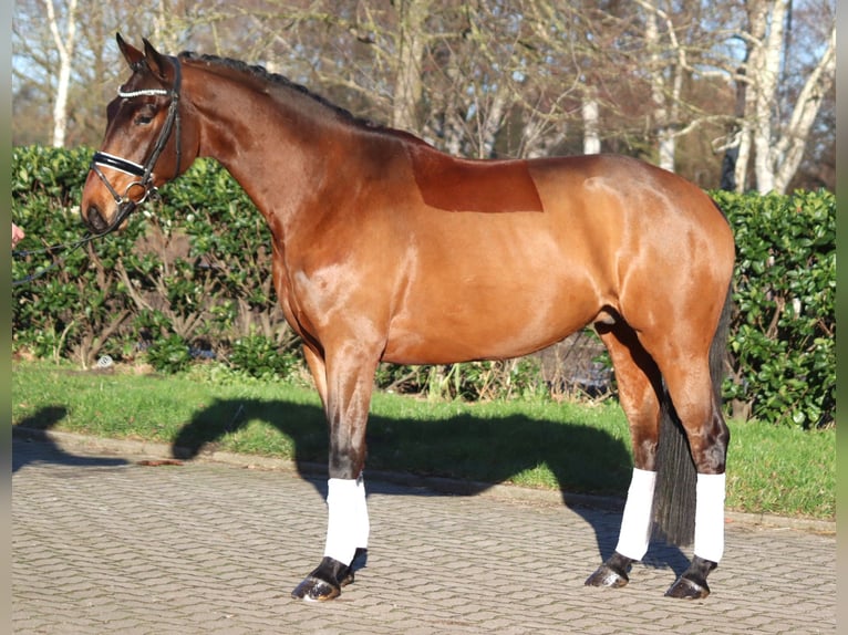 Hannoveriano Caballo castrado 5 años 168 cm Castaño in Selsingen