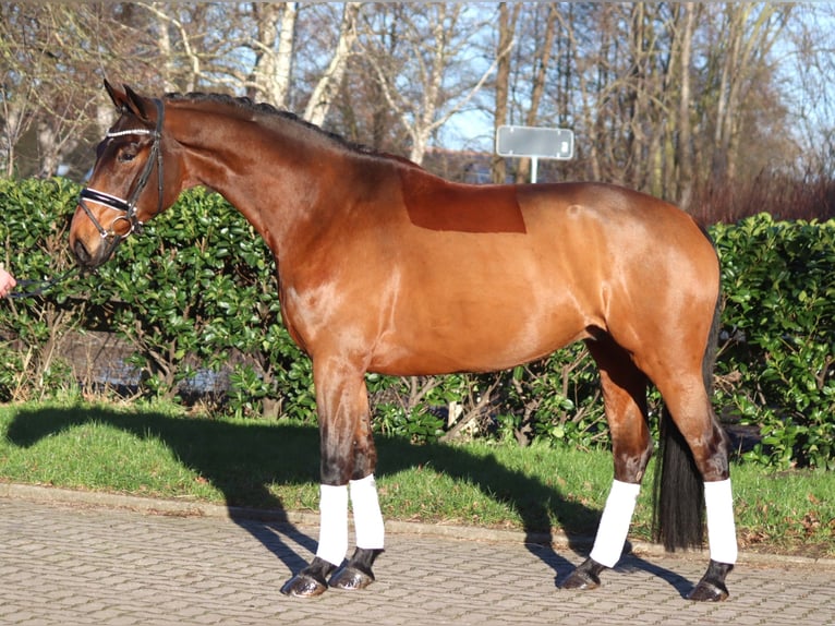 Hannoveriano Caballo castrado 5 años 168 cm Castaño in Selsingen