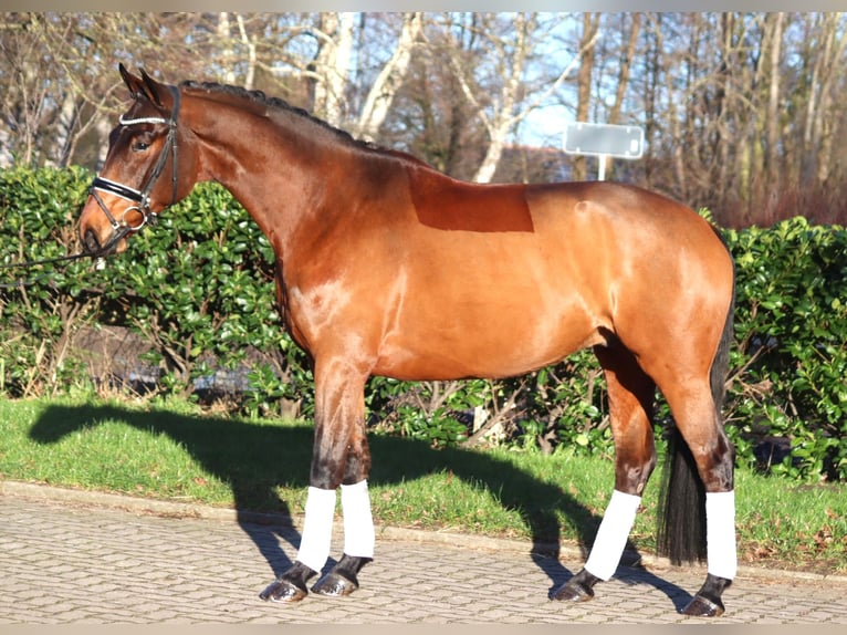 Hannoveriano Caballo castrado 5 años 168 cm Castaño in Selsingen