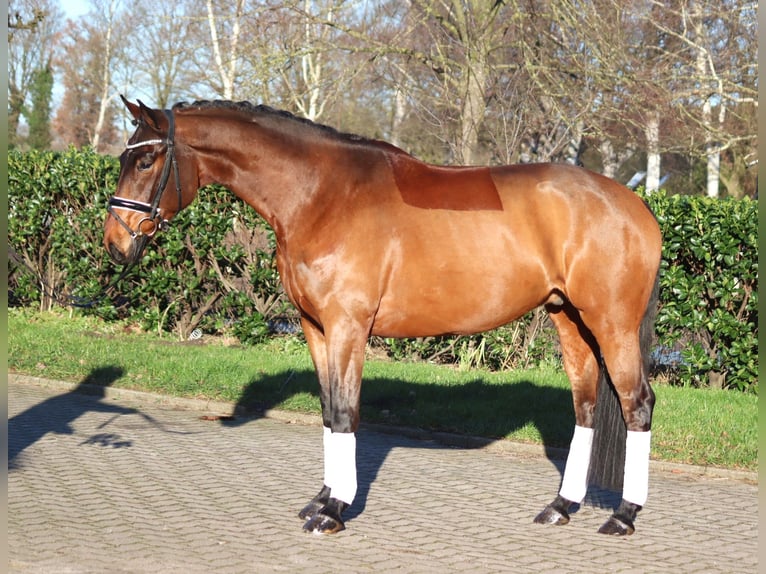 Hannoveriano Caballo castrado 5 años 168 cm Castaño in Selsingen