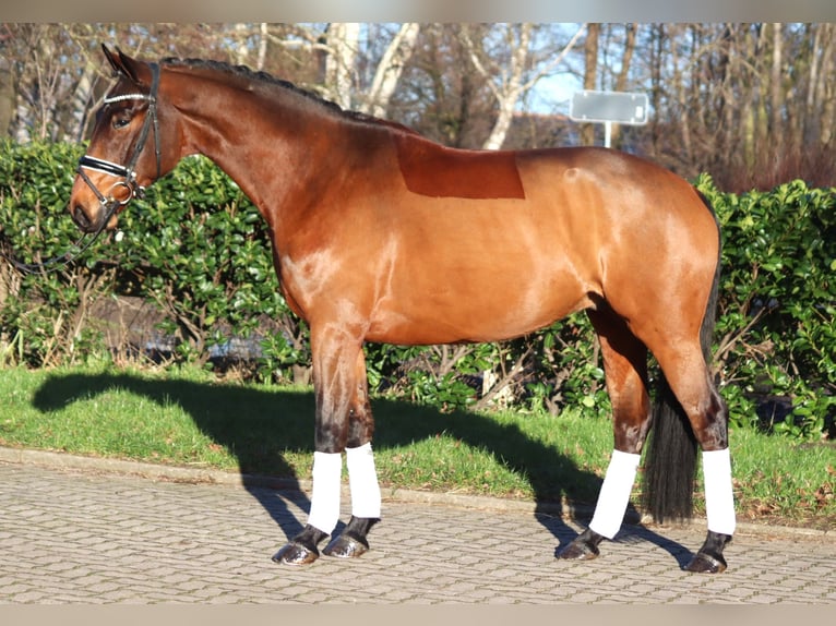 Hannoveriano Caballo castrado 5 años 168 cm Castaño in Selsingen