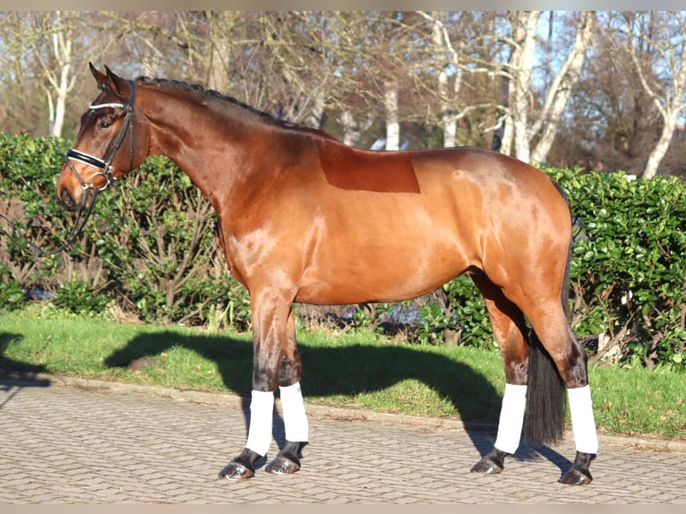 Hannoveriano Caballo castrado 5 años 168 cm Castaño in Selsingen