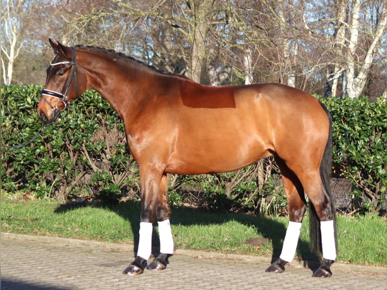 Hannoveriano Caballo castrado 5 años 168 cm Castaño in Selsingen