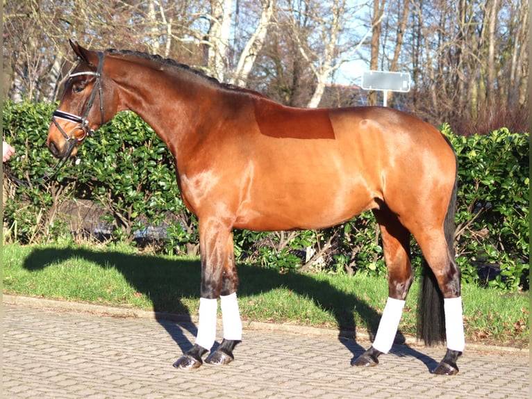 Hannoveriano Caballo castrado 5 años 168 cm Castaño in Selsingen