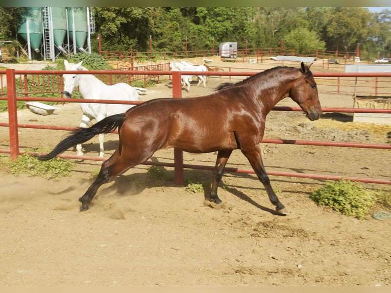 Hannoveriano Caballo castrado 5 años 168 cm Castaño in Galaroza (Huelva)