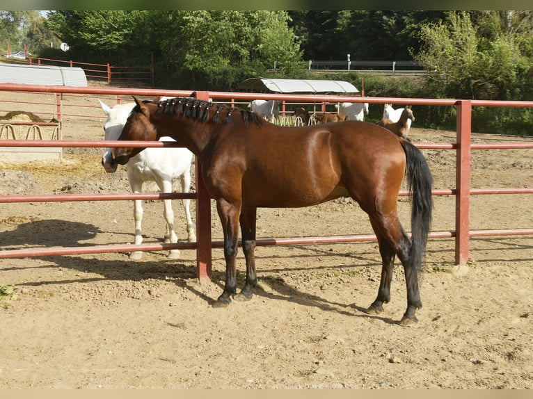 Hannoveriano Caballo castrado 5 años 168 cm Castaño in Galaroza (Huelva)