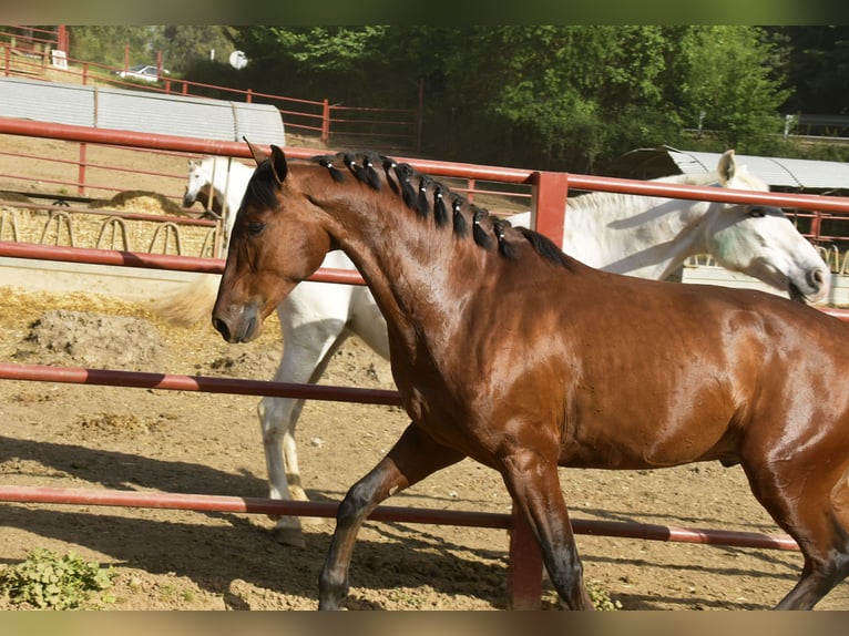 Hannoveriano Caballo castrado 5 años 168 cm Castaño in Galaroza (Huelva)