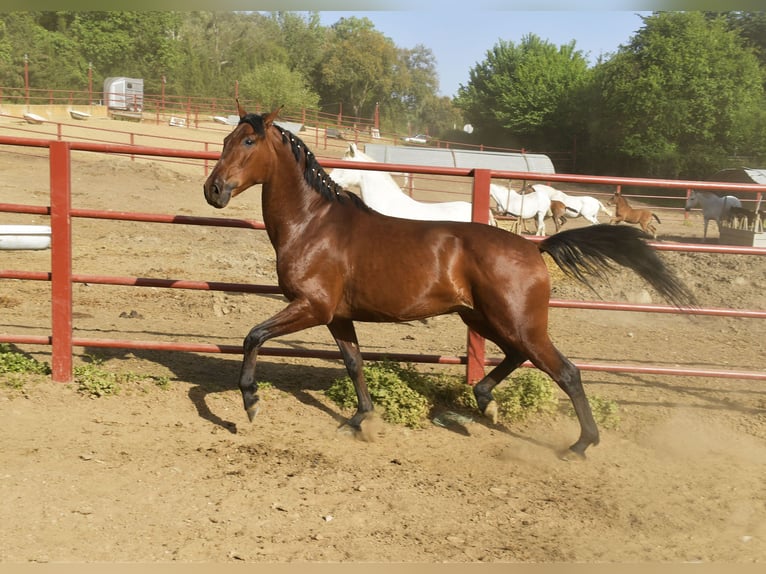 Hannoveriano Caballo castrado 5 años 168 cm Castaño in Galaroza (Huelva)