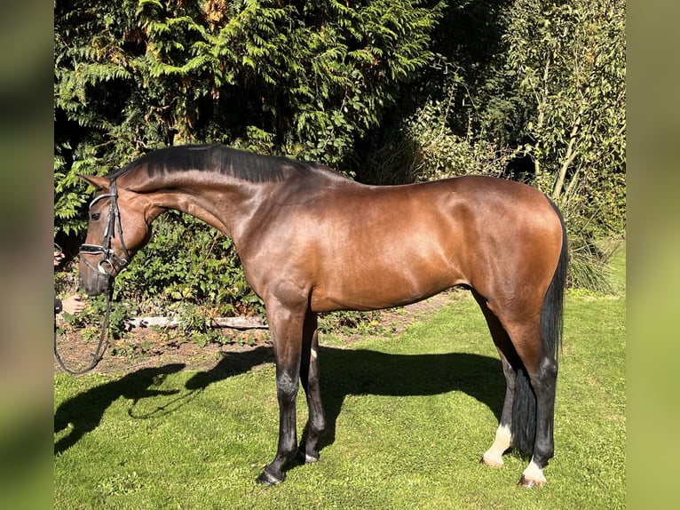 Hannoveriano Caballo castrado 5 años 168 cm Castaño in Hamm