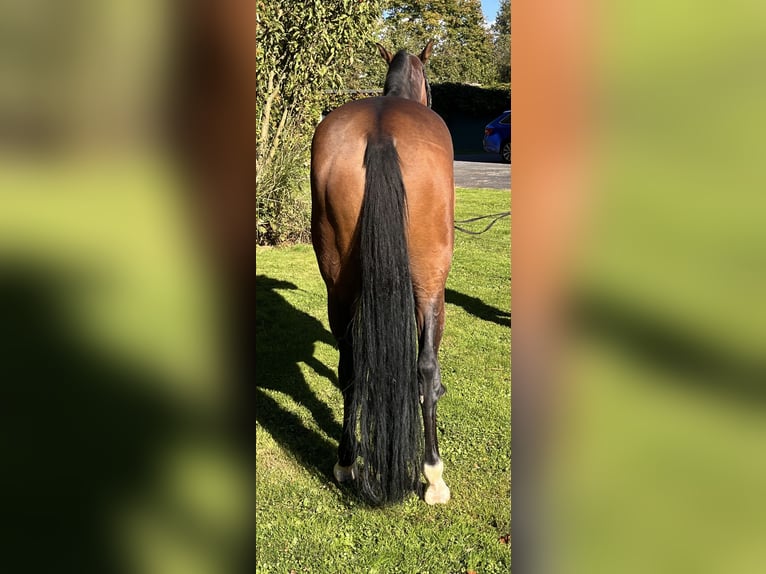 Hannoveriano Caballo castrado 5 años 168 cm Castaño in Hamm