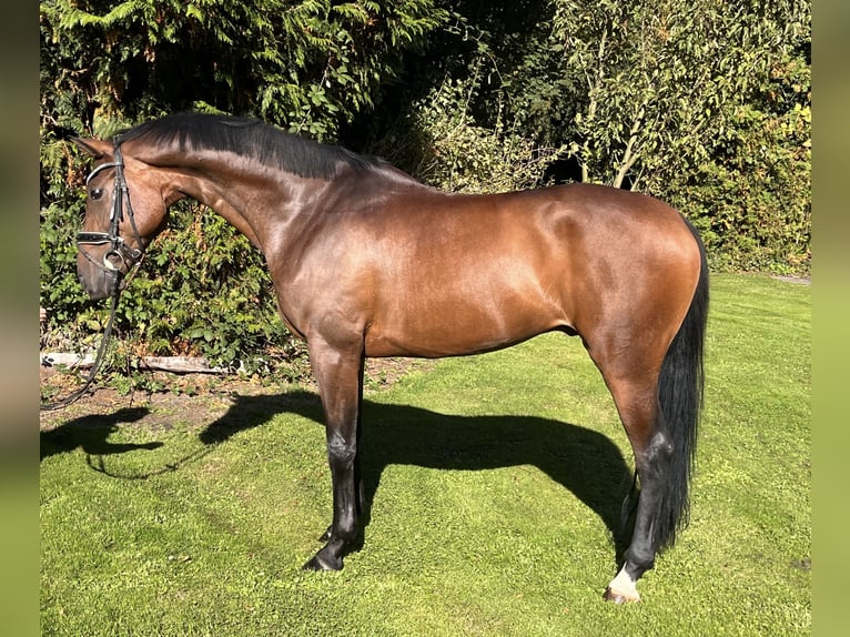 Hannoveriano Caballo castrado 5 años 168 cm Castaño in Hamm