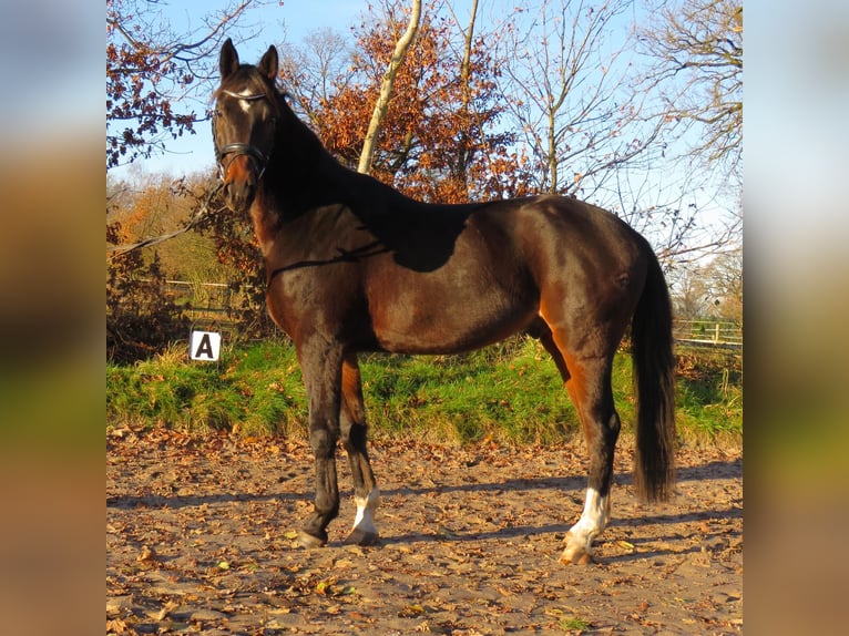 Hannoveriano Caballo castrado 5 años 168 cm Castaño in Jever