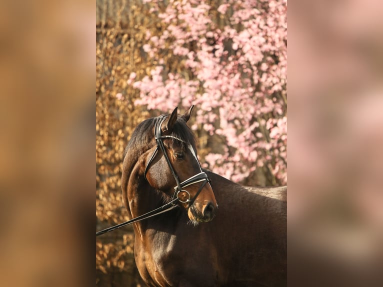 Hannoveriano Caballo castrado 5 años 168 cm Castaño in Schwäbisch Hall