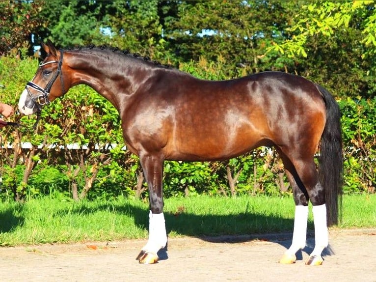 Hannoveriano Caballo castrado 5 años 168 cm Castaño in Selsingen