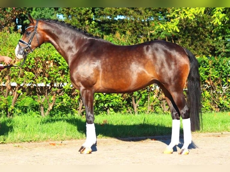 Hannoveriano Caballo castrado 5 años 168 cm Castaño in Selsingen