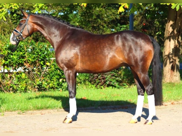 Hannoveriano Caballo castrado 5 años 168 cm Castaño in Selsingen