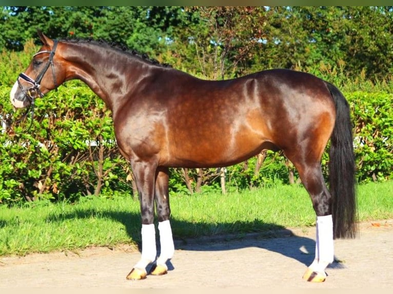 Hannoveriano Caballo castrado 5 años 168 cm Castaño in Selsingen