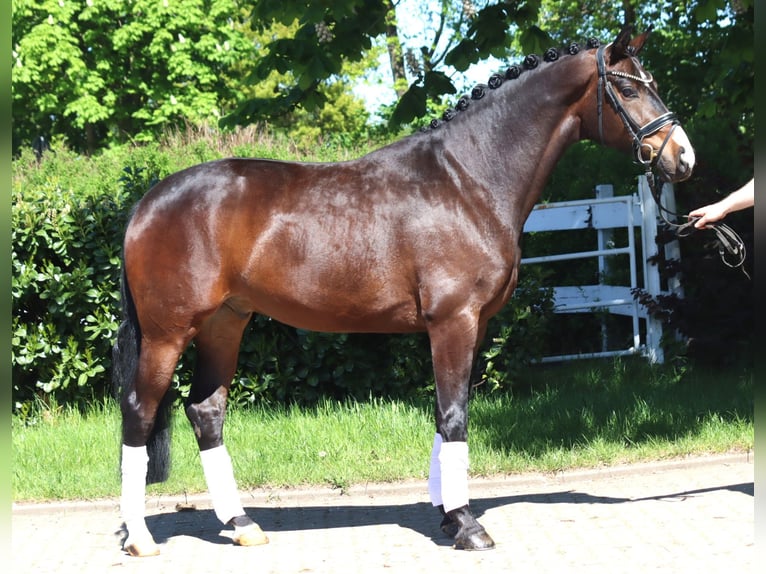 Hannoveriano Caballo castrado 5 años 168 cm Castaño in Selsingen