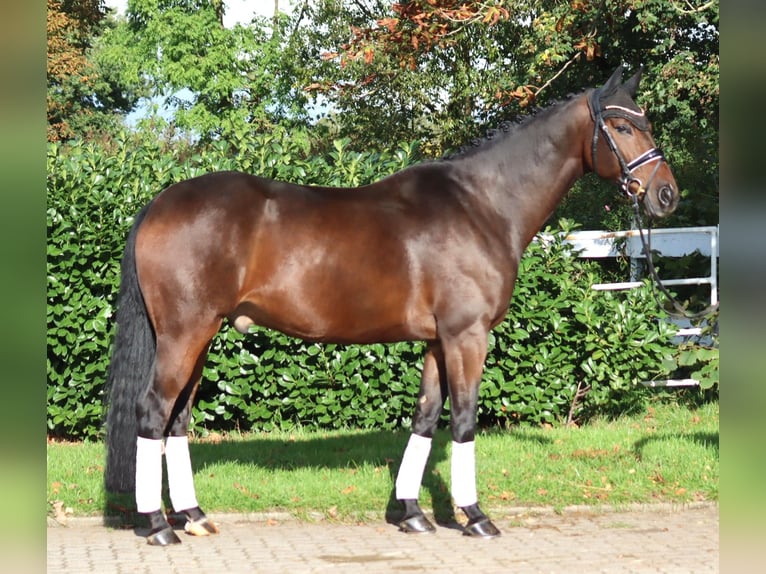 Hannoveriano Caballo castrado 5 años 168 cm Castaño in Selsingen