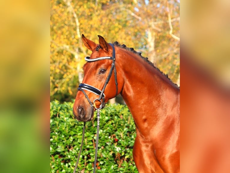 Hannoveriano Caballo castrado 5 años 168 cm Castaño in Selsingen