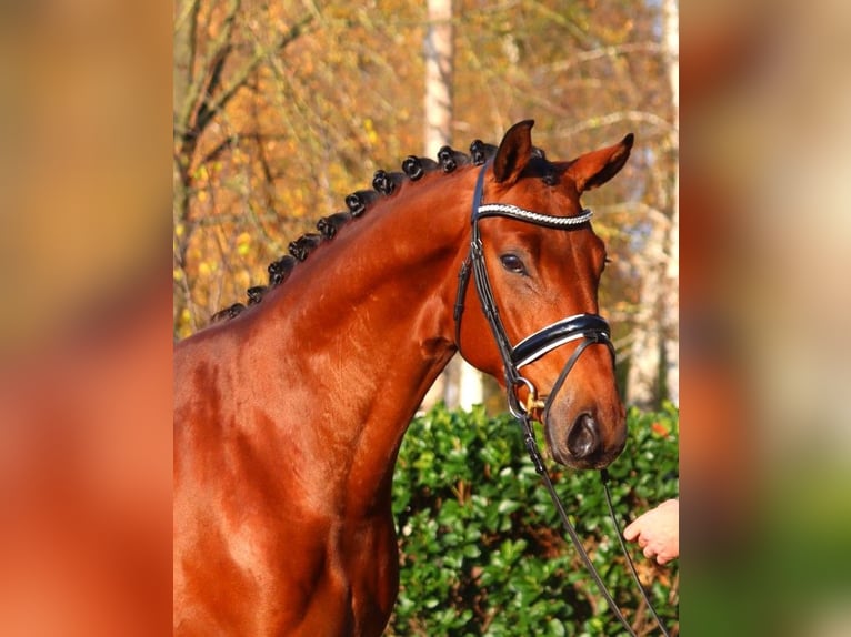 Hannoveriano Caballo castrado 5 años 168 cm Castaño in Selsingen