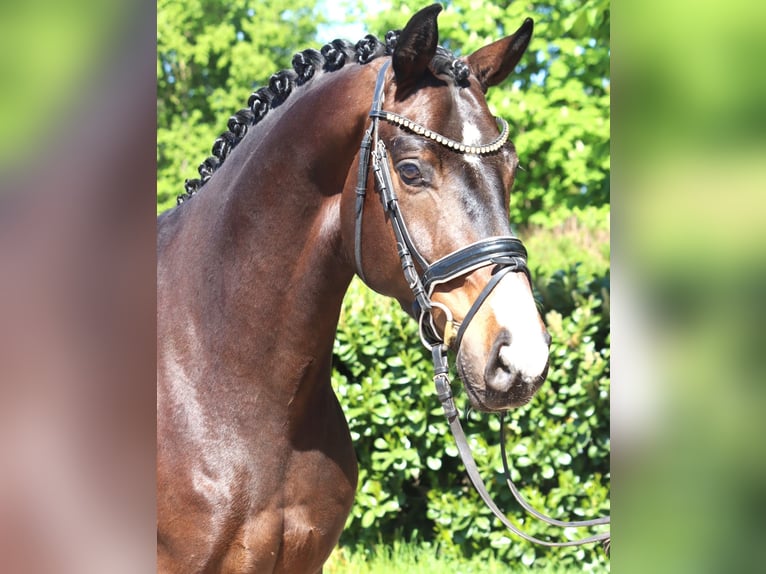 Hannoveriano Caballo castrado 5 años 168 cm Castaño in Selsingen