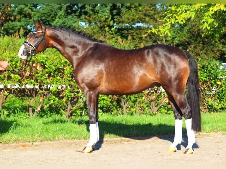 Hannoveriano Caballo castrado 5 años 168 cm Castaño in Selsingen