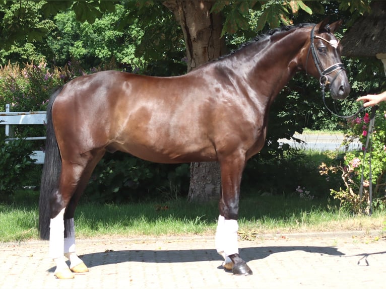 Hannoveriano Caballo castrado 5 años 168 cm Castaño in Selsingen