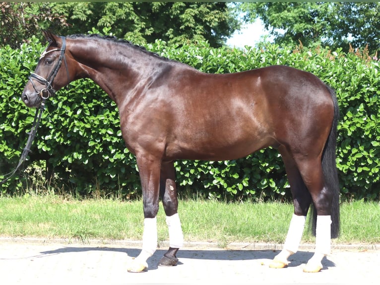 Hannoveriano Caballo castrado 5 años 168 cm Castaño in Selsingen