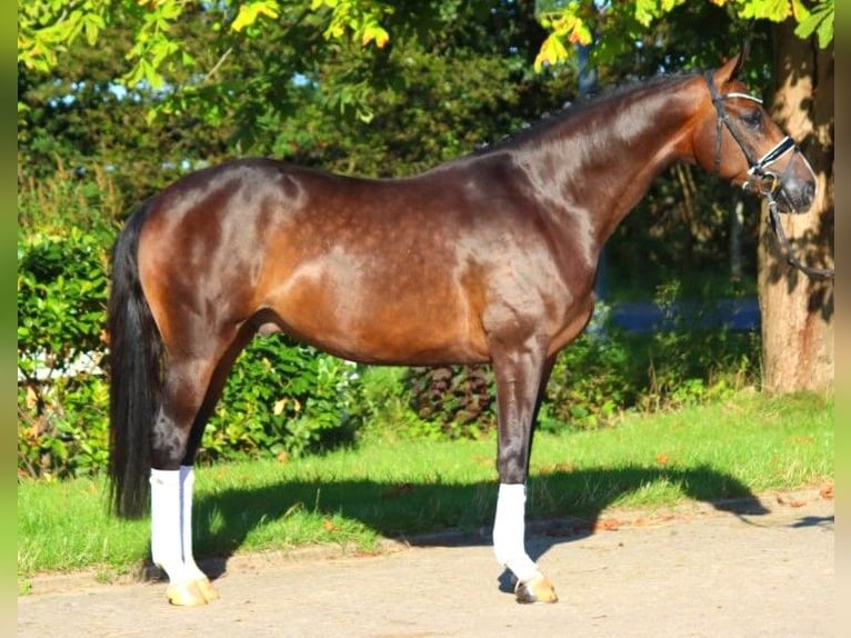 Hannoveriano Caballo castrado 5 años 168 cm Castaño in Selsingen