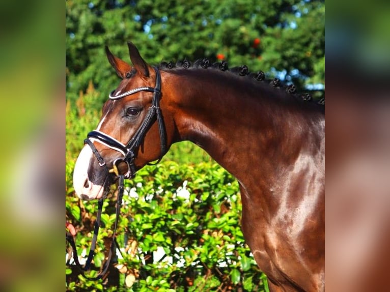 Hannoveriano Caballo castrado 5 años 168 cm Castaño in Selsingen