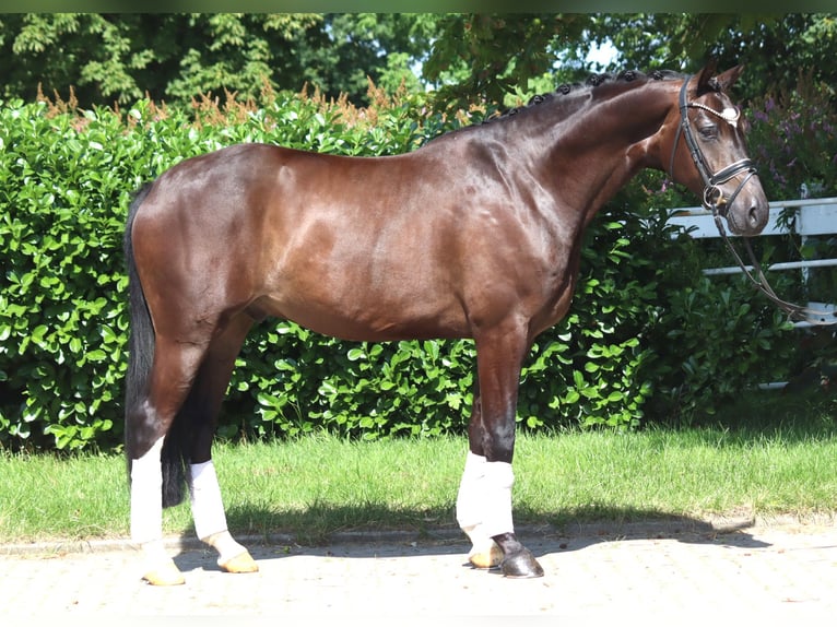 Hannoveriano Caballo castrado 5 años 168 cm Castaño in Selsingen
