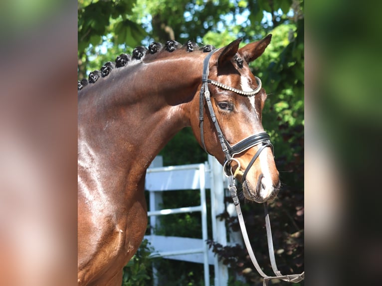Hannoveriano Caballo castrado 5 años 168 cm Castaño in Selsingen