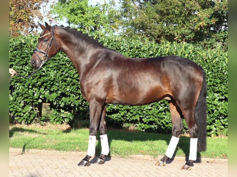Hannoveriano Caballo castrado 5 años 168 cm Castaño in Selsingen