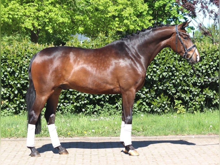 Hannoveriano Caballo castrado 5 años 168 cm Castaño in Selsingen