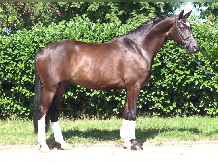 Hannoveriano Caballo castrado 5 años 168 cm Castaño in Selsingen