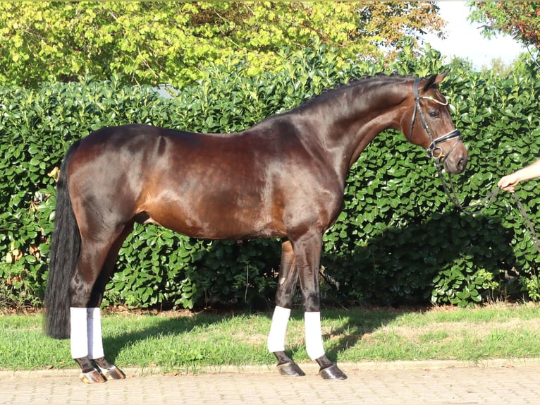 Hannoveriano Caballo castrado 5 años 168 cm Castaño in Selsingen