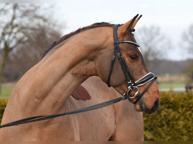 Hannoveriano Caballo castrado 5 años 168 cm Castaño in Tiddische