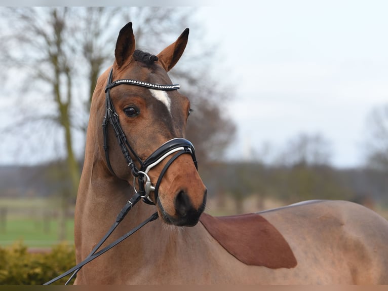 Hannoveriano Caballo castrado 5 años 168 cm Castaño in Tiddische