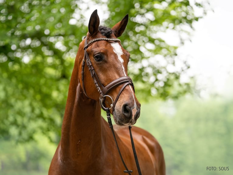 Hannoveriano Caballo castrado 5 años 168 cm Castaño in Verden