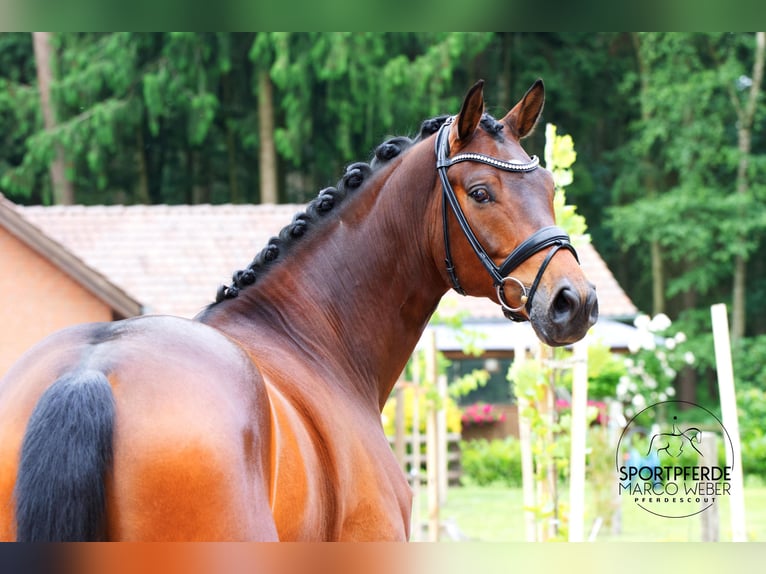 Hannoveriano Caballo castrado 5 años 168 cm Castaño in Warendorf