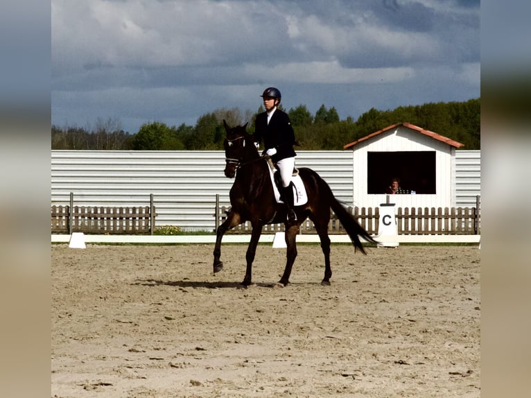 Hannoveriano Caballo castrado 5 años 168 cm Castaño oscuro in Stafstedt