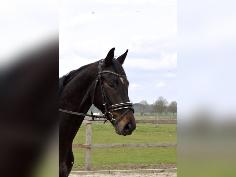 Hannoveriano Caballo castrado 5 años 168 cm Castaño oscuro in Stafstedt