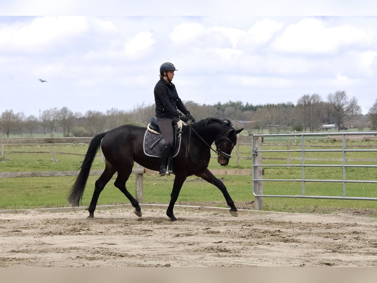 Hannoveriano Caballo castrado 5 años 168 cm Castaño oscuro in Stafstedt