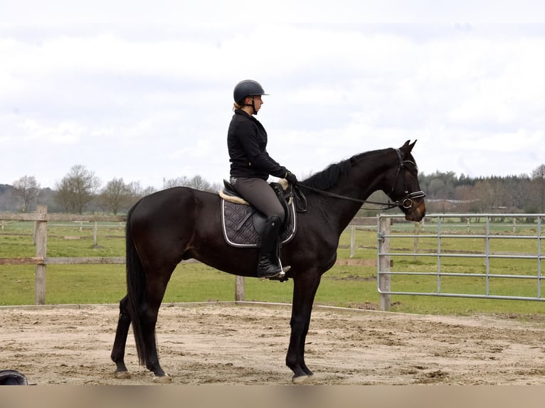 Hannoveriano Caballo castrado 5 años 168 cm Castaño oscuro in Stafstedt