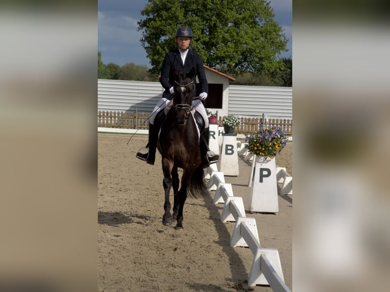 Hannoveriano Caballo castrado 5 años 168 cm Castaño oscuro in Stafstedt