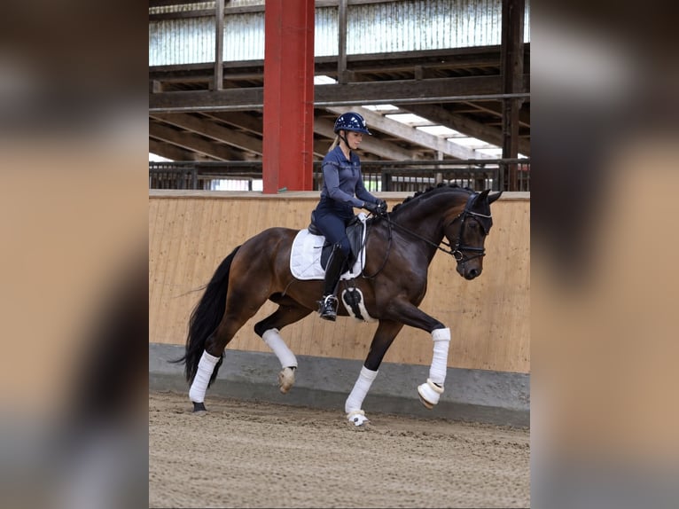 Hannoveriano Caballo castrado 5 años 168 cm Castaño oscuro in Hohenfelde